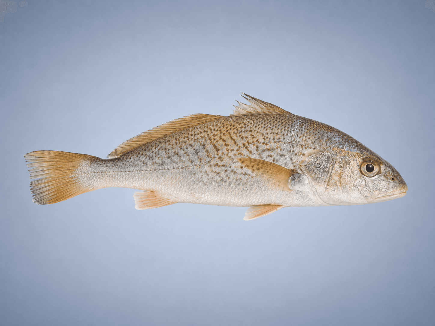 Ilustração de Corvina