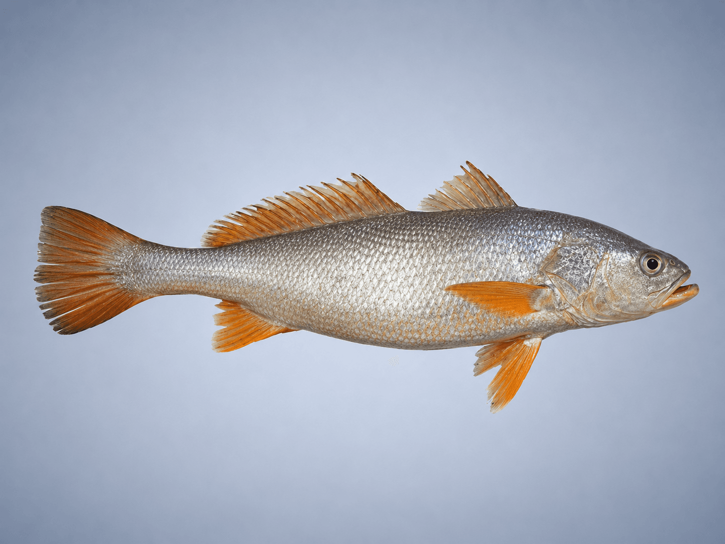 Ilustração de Pescada