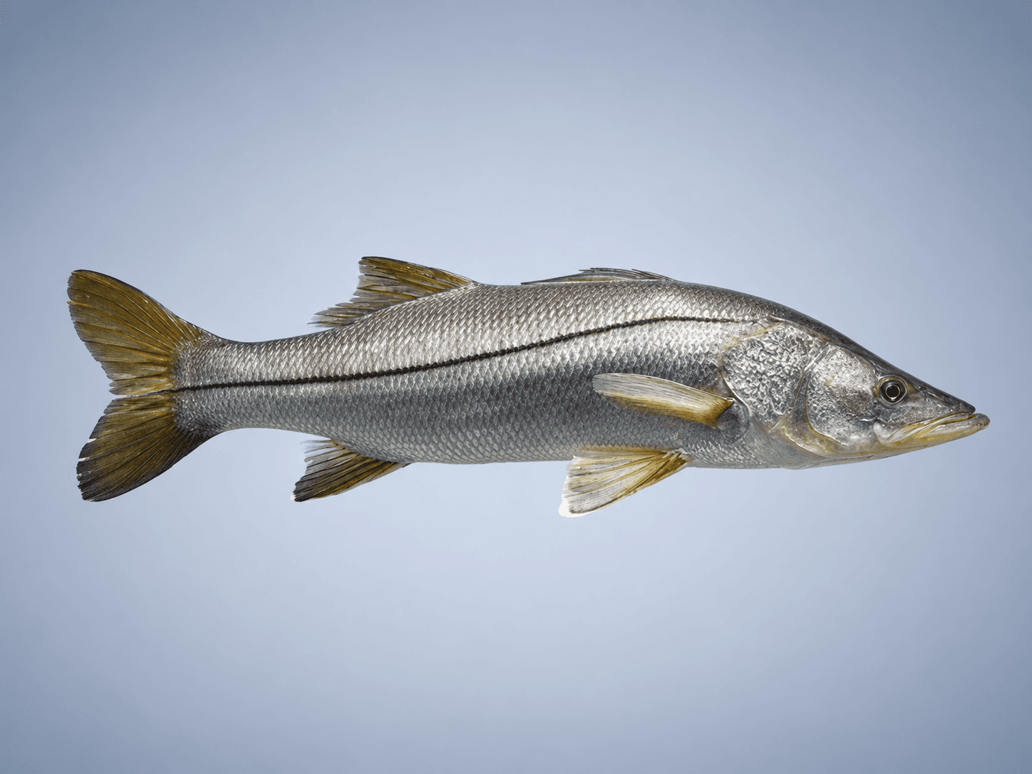 Ilustração de Robalo