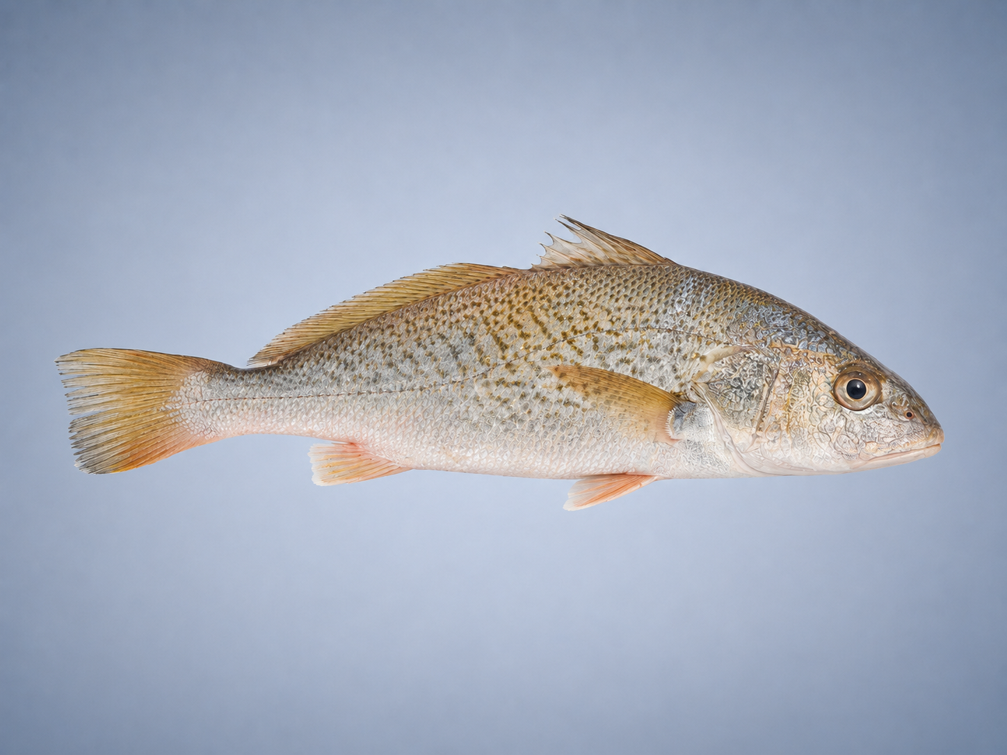 Ilustração de Corvina