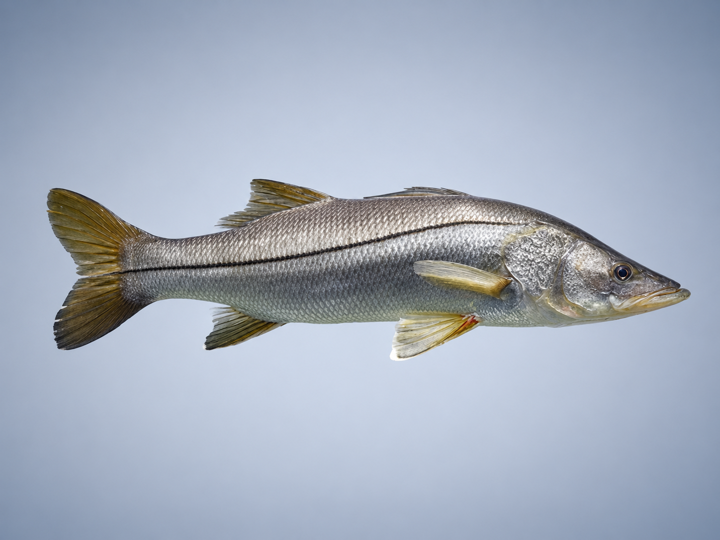 Ilustração de Robalo